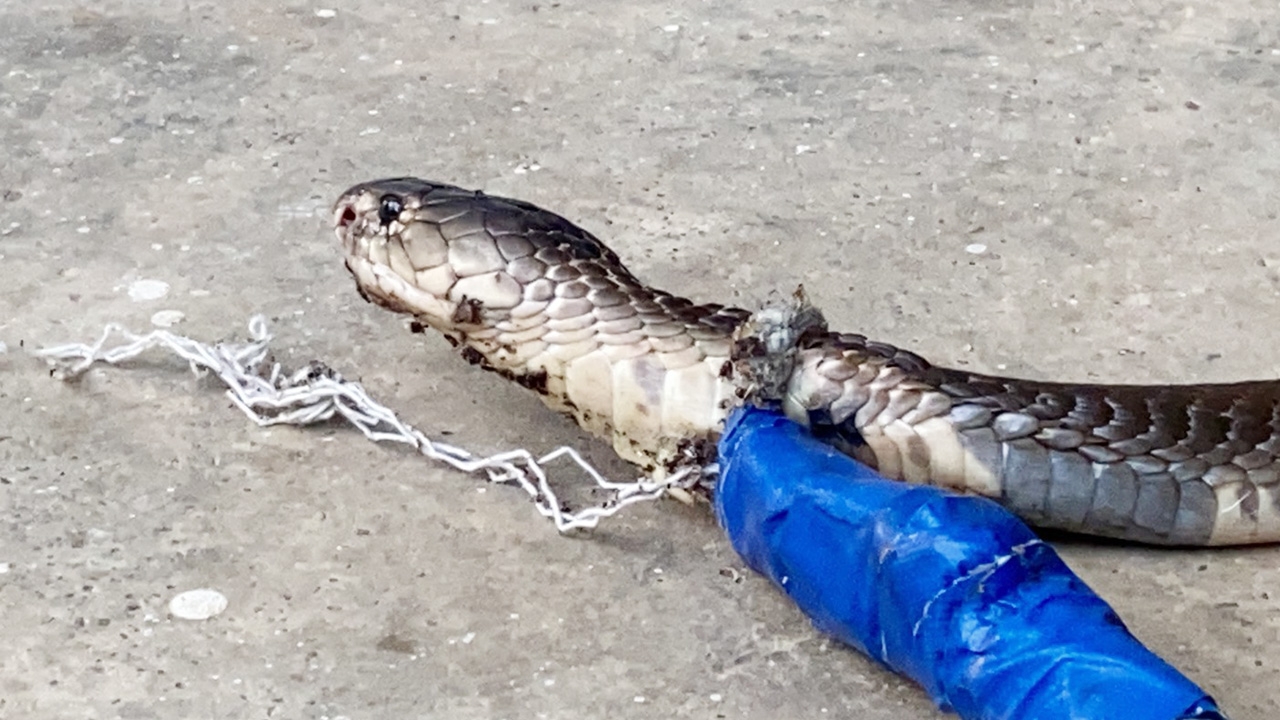 มีอะไรกินบ้างจ๊ะ งูเห่ายาว 2 ม.บุกครัว คุณแม่บ้านฉีดยากันยุงใส่เมาเลย