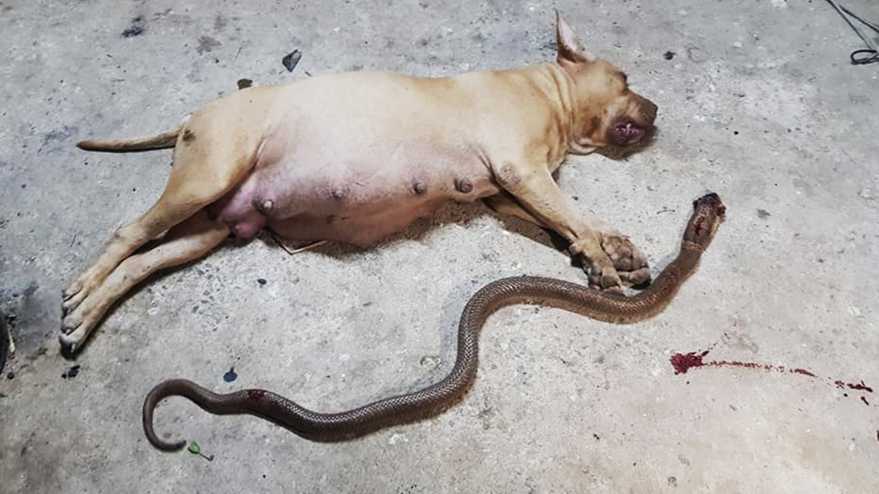 เจ้าของร่ำไห้ สุนัขท้องแก่สละชีวิต สู้งูเห่าปกป้องนาย สุดท้ายดับคู่