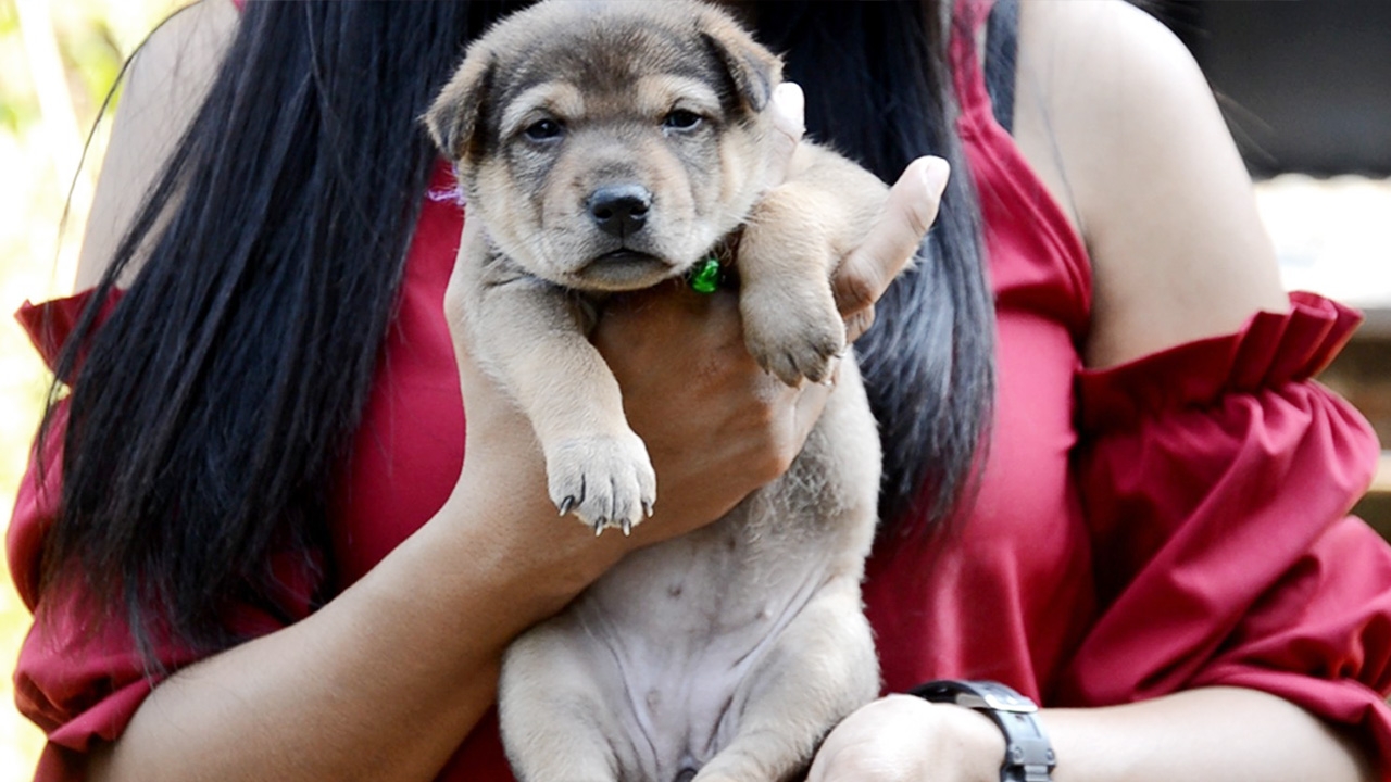 สาวชัยนาท เผย มีบุญ หมามี 20 นิ้วไม่เหมือนตัวอื่น เลี้ยงแล้วโชคดีมาก