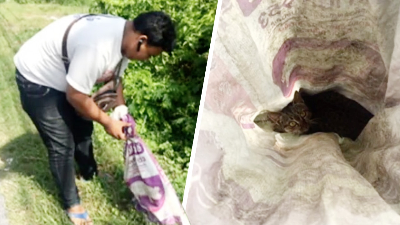 ถุงปุ๋ยปริศนา มัดเชือกแน่น ถูกวางทิ้งริมถนน เปิดดูเจอแมวแม่ลูกตัวเป็นๆ