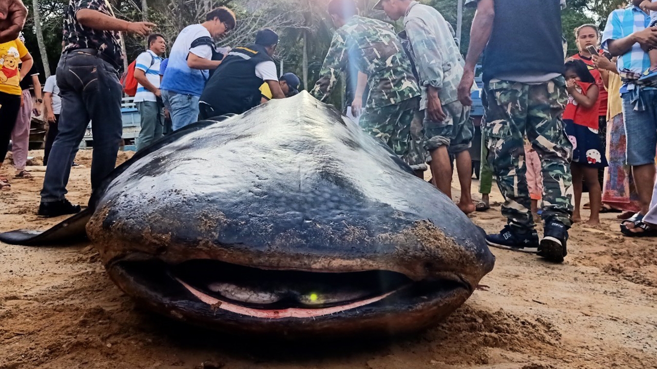 จนท.เขตห้ามล่าฯ เกาะลิบง เตรียมชันสูตรซากฉลามวาฬที่ลอยตายกลางทะเลวันนี้