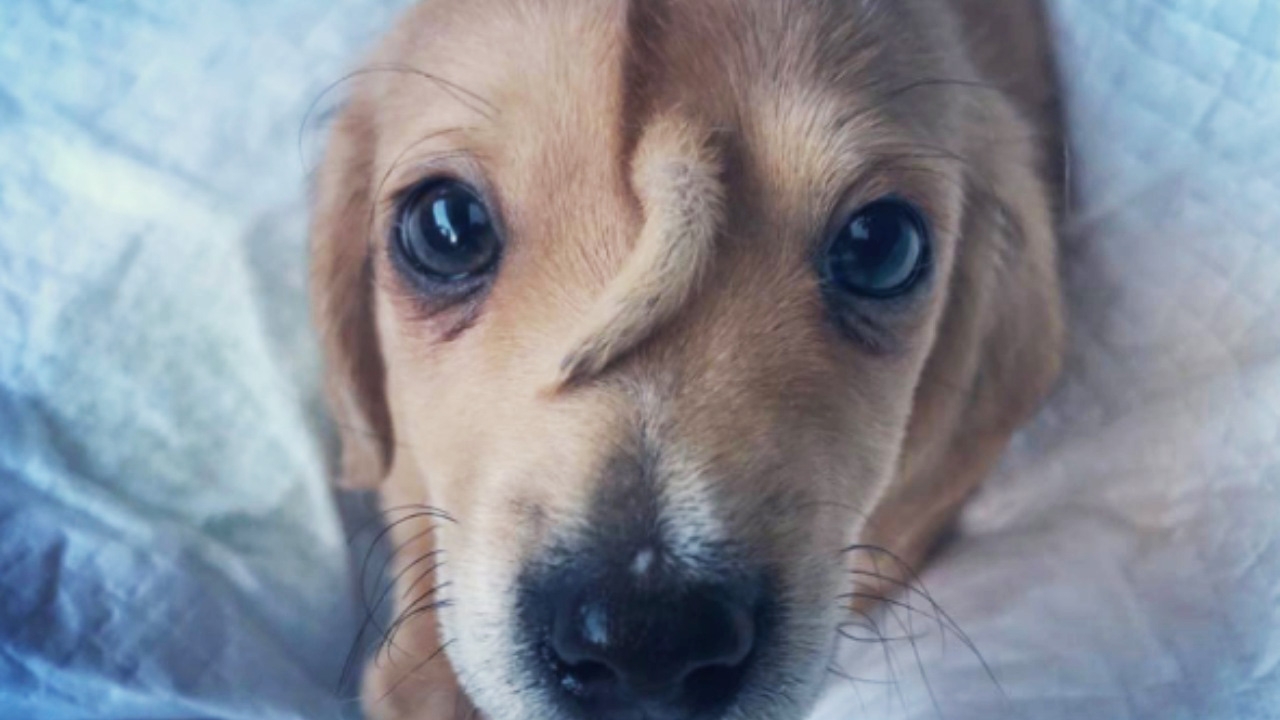 ขวัญใจชาวเน็ต ‘นาร์วาล’ หมาน้อยหางโผล่กลางหน้าผาก สุดน่ารัก (คลิป)