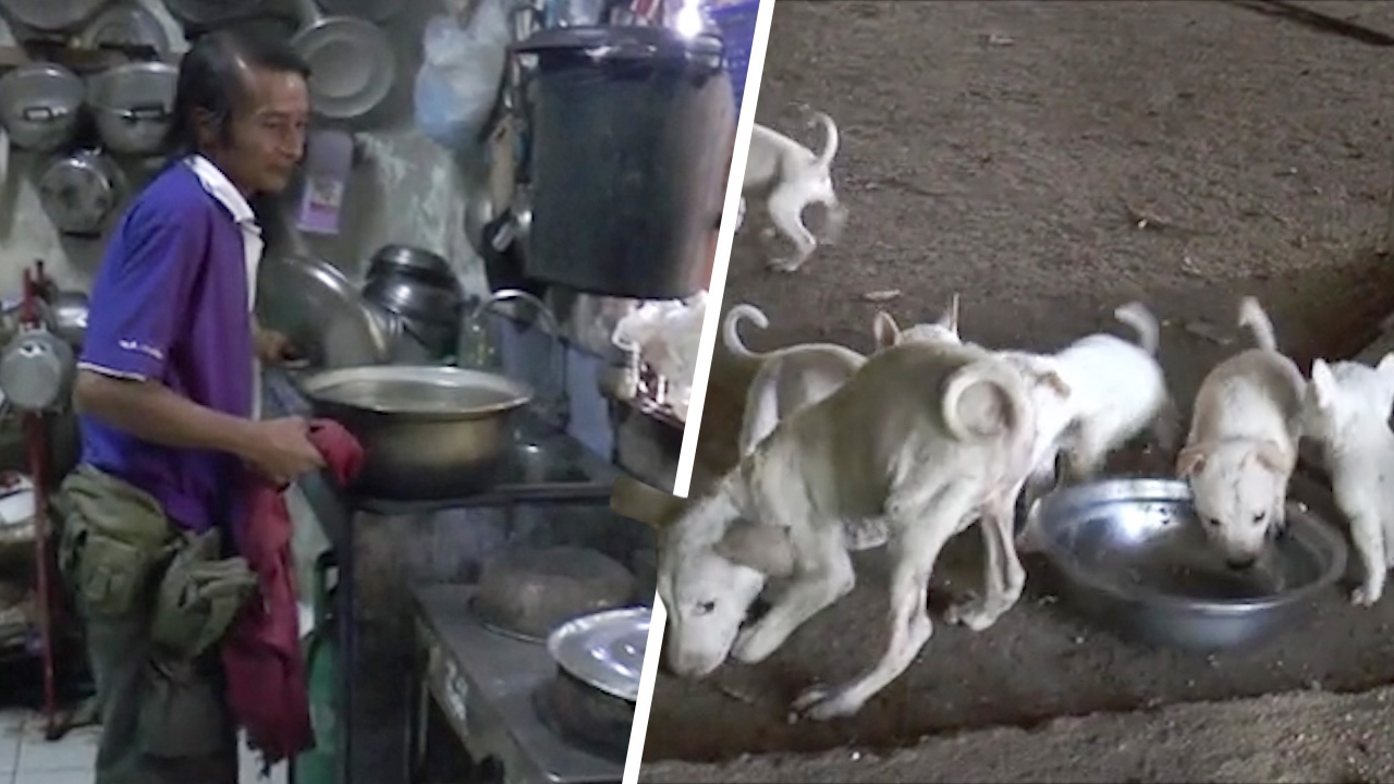 หนุ่มวัย 58 ประกาศขายไต หวังนำเงินซื้ออาหารเลี้ยงหมาแมว 100 กว่าตัว