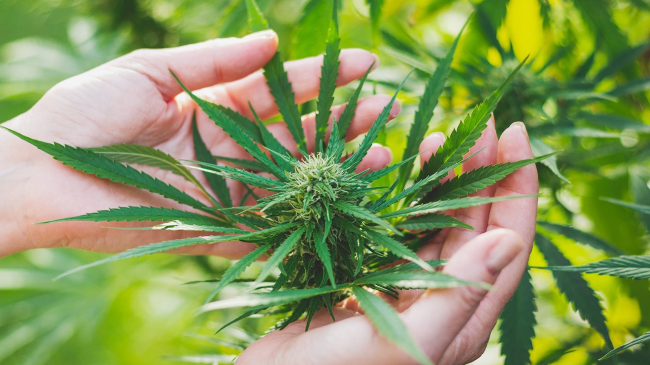 มุมมองเพื่อนบ้าน โอกาสถูกกฎหมาย ของกัญชาในอาเซียน 