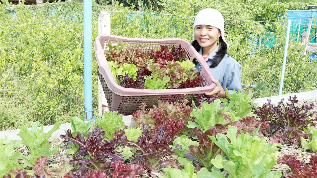 ไอดอลบ้านนา สาวบ้านโป่ง ใช้สวน 1 ไร่  ปลูก"ผักสลัด"เลี้ยงชีวิต