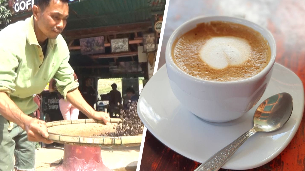 ไม่แพง! กาแฟแก้วละ 300 เก็บจาก "ขี้ชะมดป่า" ภูหินร่องกล้า 