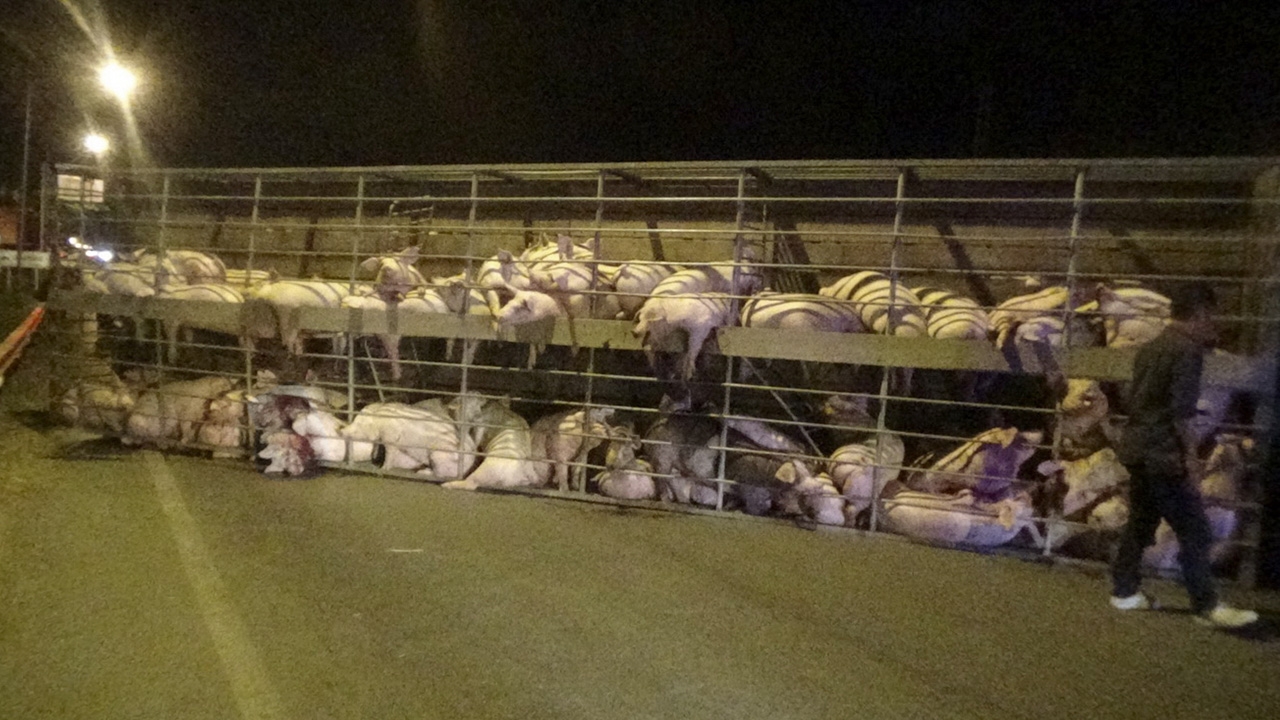 รถหมูยางแตก ข้ามเลนพลิกคว่ำ ทำเจ็บตายเกลื่อน ร้องครวญครางกว่า 4 ชม. 