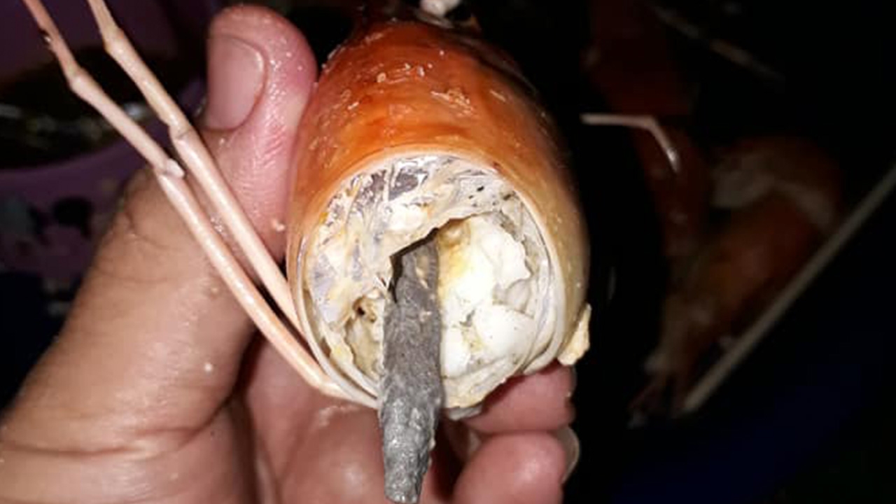 หนุ่มแม่สอด สุดเซ็งแม่ค้าโกงน้ำหนัก เจอ "กุ้งยัดตะกั่ว" หมดอารมณ์ย่าง