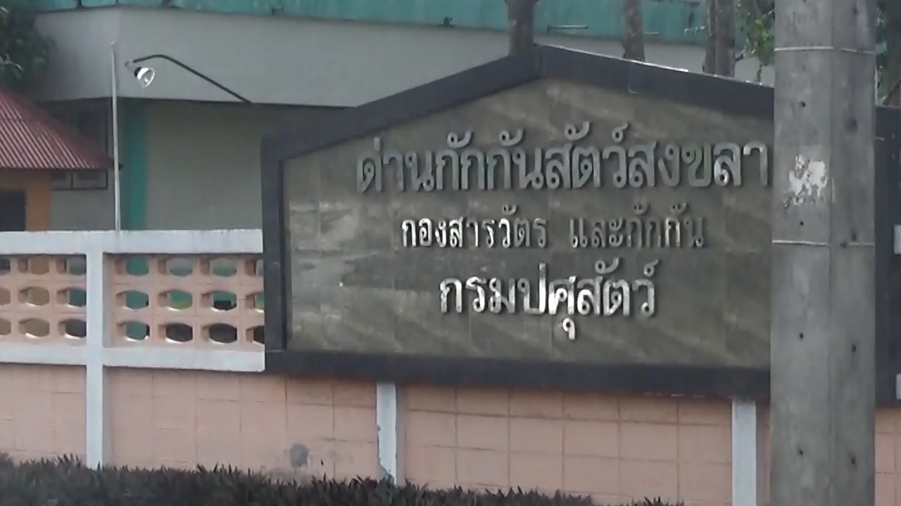 จนท.ด่านฯ สงขลายันไก่ป่วยติดโรคระบาด ทำการุณยฆาตแล้ว ไม่ได้ฝังทั้งเป็น