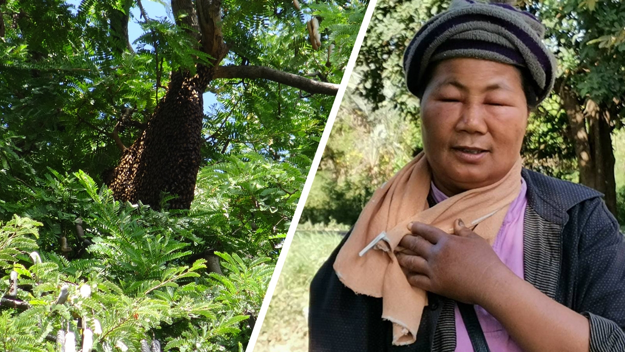 ผึ้งหลวงนับร้อย รุมต่อยแม่ค้าขายแตงโม วิ่งหนีไกล 200 ม. ยังบินตาม