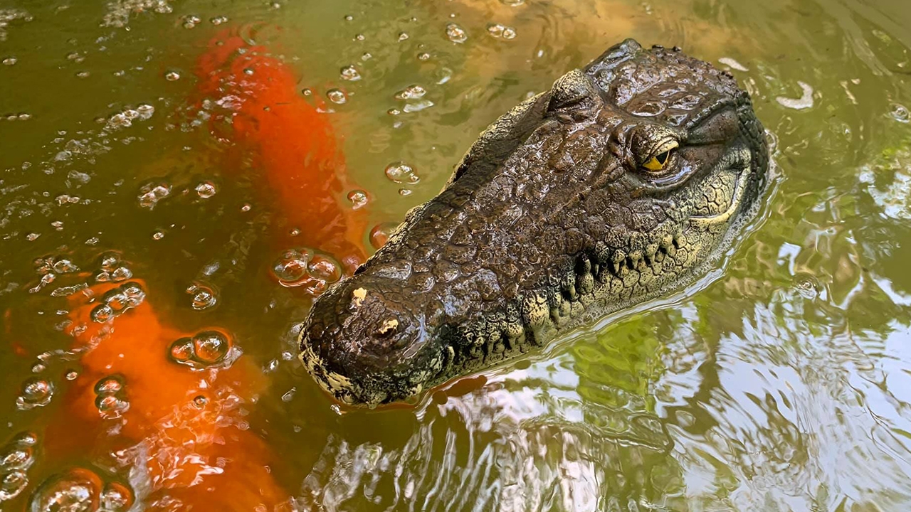 หนุ่มลงทุนซื้อ "จระเข้" แก้สารพัดปัญหาในบ่อปลา ดีใจผลลัพธ์ดีเกินคาด