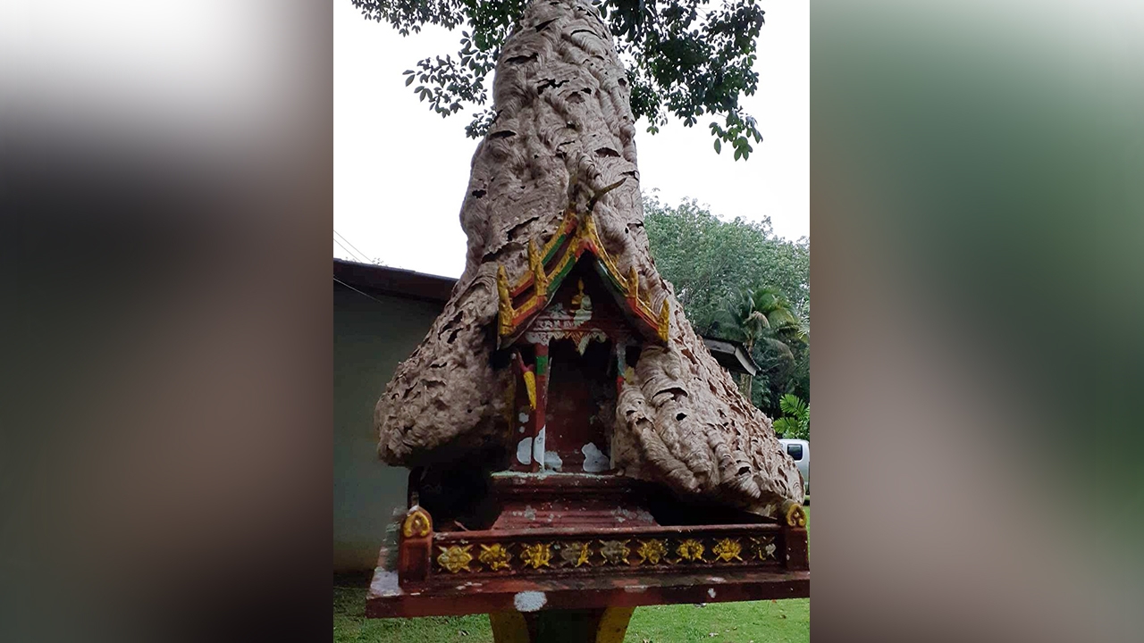 ชาวบ้านอ่าวลึกฮือฮา แห่ขอโชคลาภรังต่อหัวเสือคล้ายเจดีย์บนศาลพระภูมิ