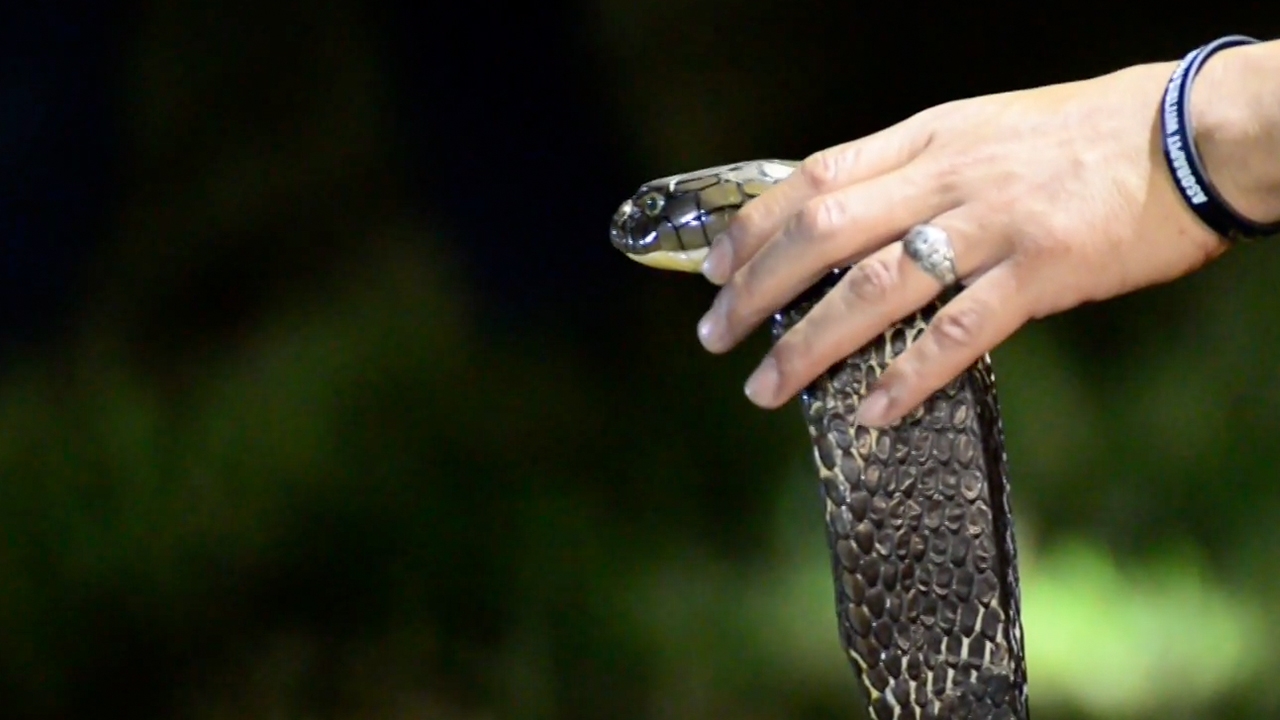 ยกนิ้ว เปิดสุดยอดภารกิจล้อมจับ "งูจงอาง" บุกเมืองด้วยมือเปล่า (คลิป)