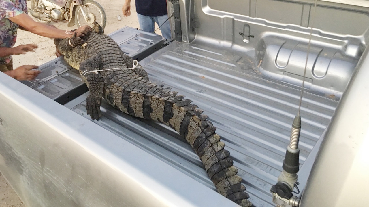 ผวาไอ้เข้ โผล่บ่อน้ำหมู่บ้าน คาดหลุดจากฟาร์ม จับได้ตัวที่ 6 แล้ว