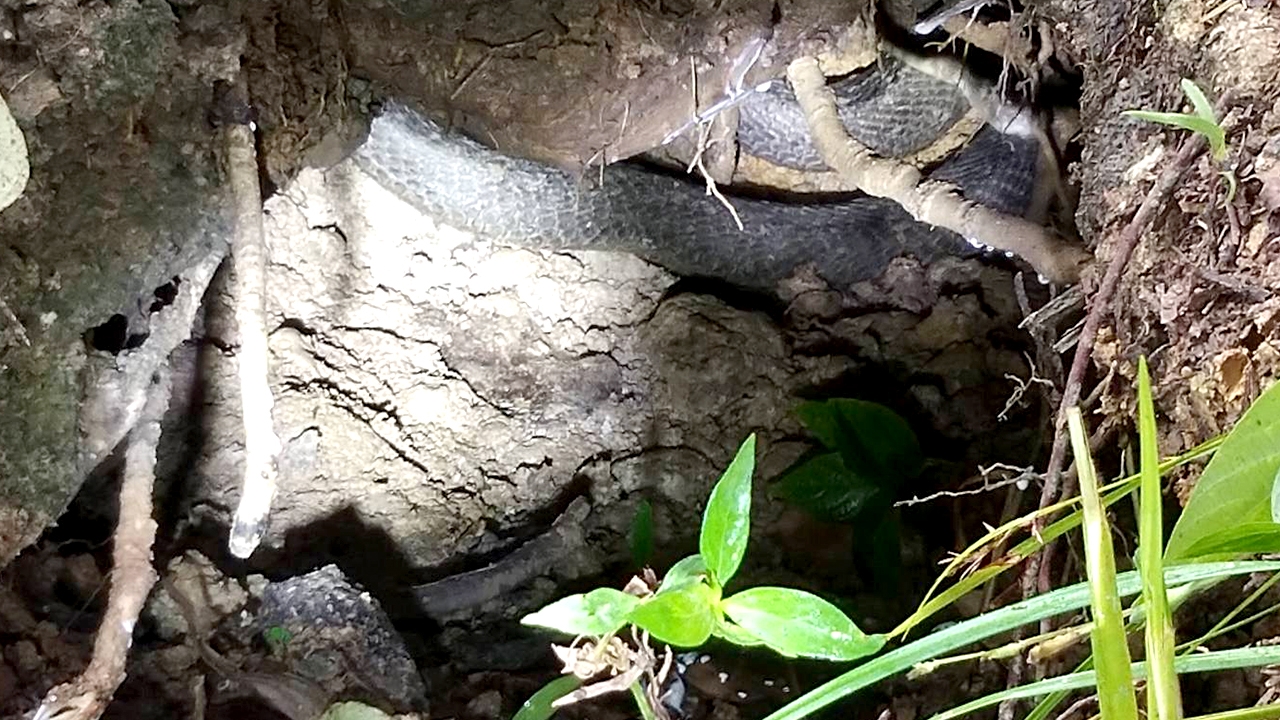 ตกใจทั้งสวนยาง "งูจงอาง" ตัวใหญ่ยาวคาบหนูไปกินในโพรงขู่ฟ่อๆ อย่ามายุ่ง