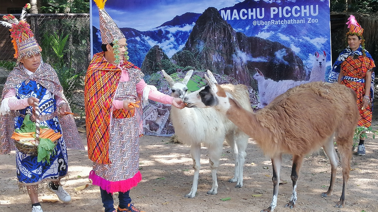 สวนสัตว์อุบลราชธานี เปิดตัวสมาชิกใหม่ "ลามา" ในส่วนจัดแสดงรับลมหนาว