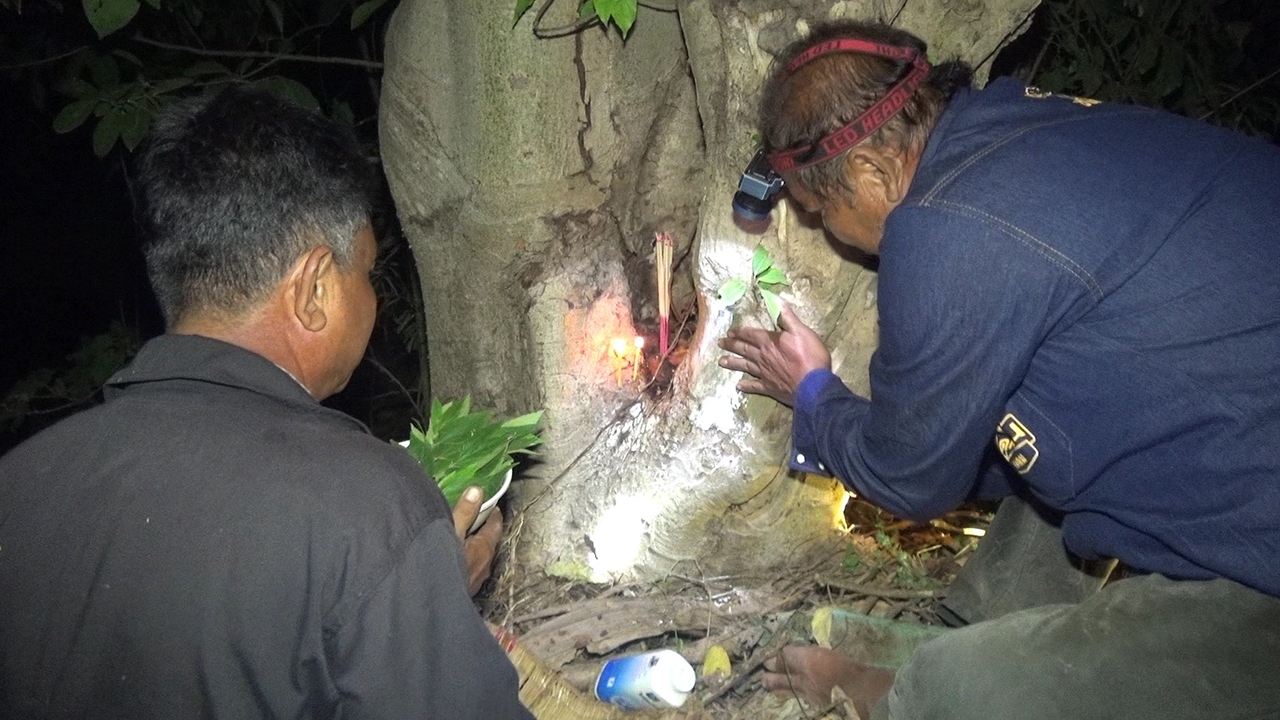 ผีหลอกแต่ได้เลข คนรักหวยลูบแป้งขอเลขเด็ดต้นมะเดื่อ ส่องเห็น "เลขเบิ้ล"