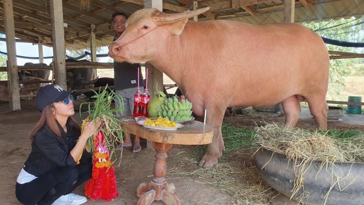 หนึ่ง บางปู จัดโต๊ะเซ่นไหว้แก้บนกับควาย ฉลองยอดวิวให้ซิงเกิล รักเบาๆ 