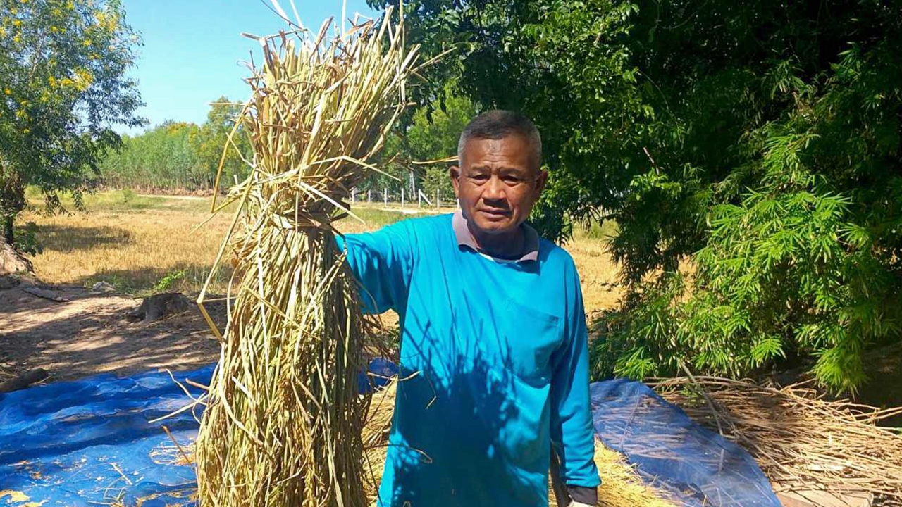 ชาวนาแค้น โจรลักข้าว เลือกแต่ฟ่อนงามๆ เหลือเมล็ดเล็กลีบไว้ 