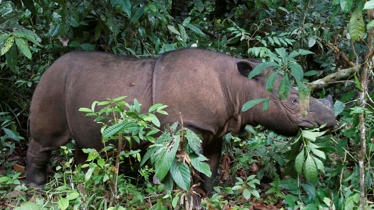 เศร้า ‘อิมาน’ แรดสุมาตราเพศเมีย ตัวสุดท้ายในมาเลเซีย ตายแล้ว