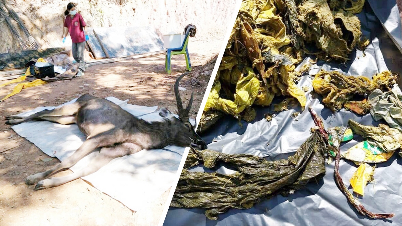 กวางป่าตายใกล้อุทยาน ผ่าซากถึงกับผงะ เจอขยะ 7 กก. มีทั้งพลาสติก ยันกางเกงใน