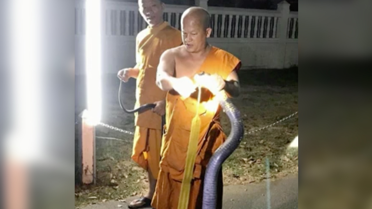 พระอาจารย์วัดดัง โดดขึ้นกำแพงคว้าคอจับ "จงอางยักษ์" ด้วยมือเปล่า (คลิป) 