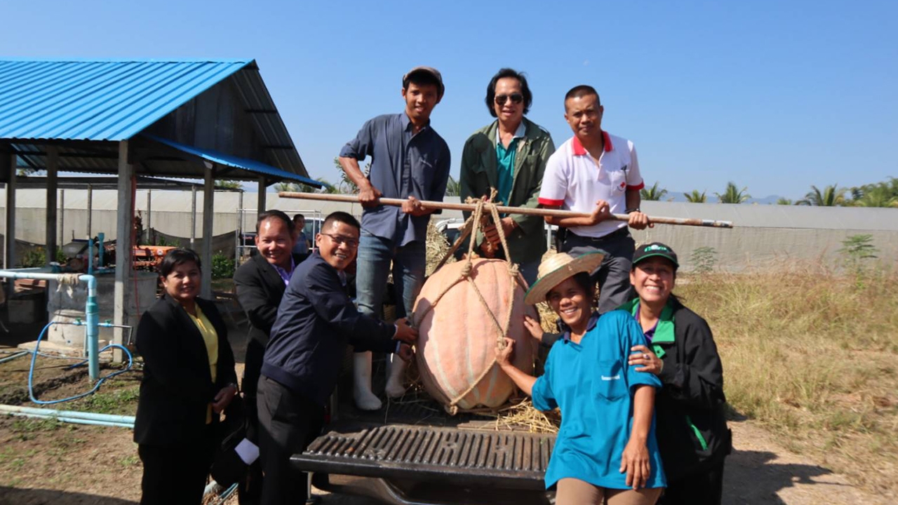 ฟักทองยักษ์ที่ อ.พบพระ หนักกว่า 70 กก.เตรียมไปโชว์ ที่งานวันเกษตรฯ