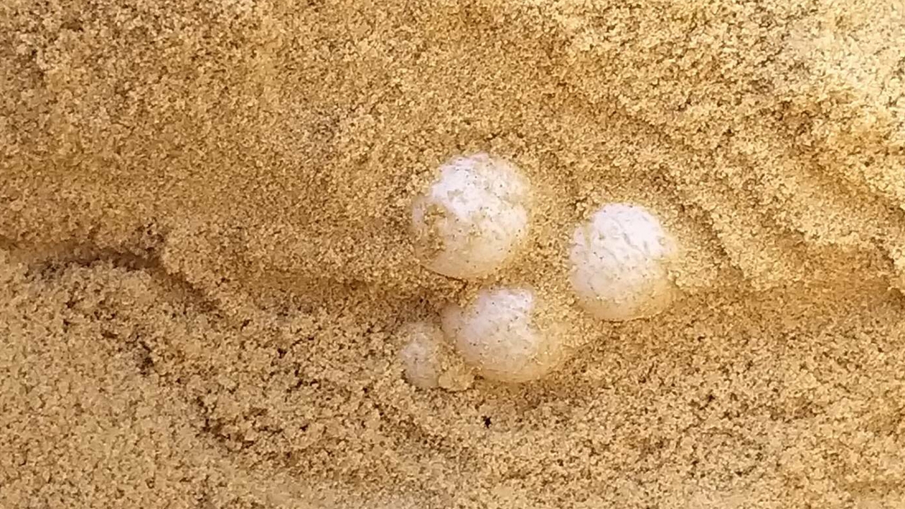 เฮ! พบเต่ามะเฟืองตัวใหม่ วางไข่ พังงา "วราวุธ" สั่ง ทช.ดูแลใกล้ชิด