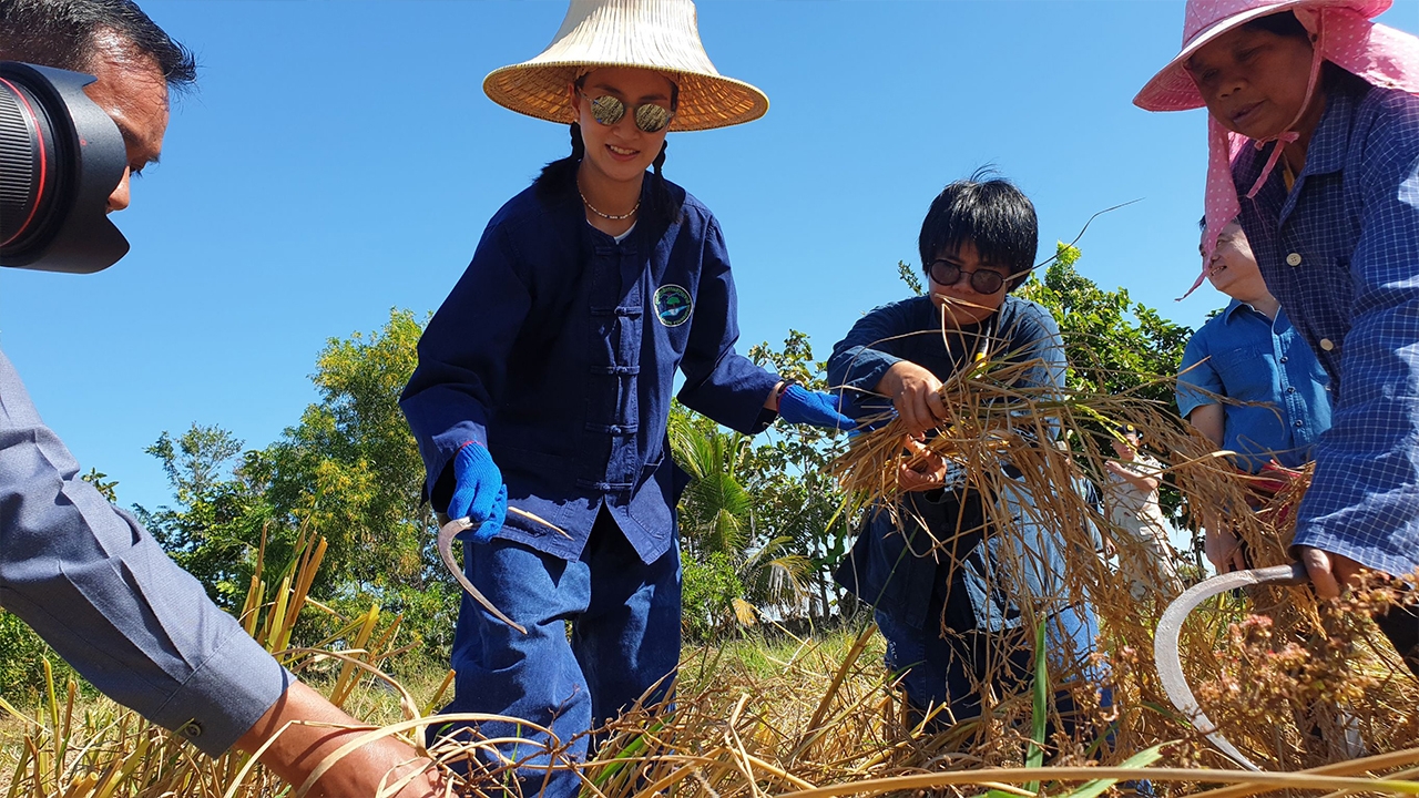 เป่าปี่ตอซังข้าว แพนเค้ก บุกเกี่ยวข้าว บนที่นาตัวเอง 