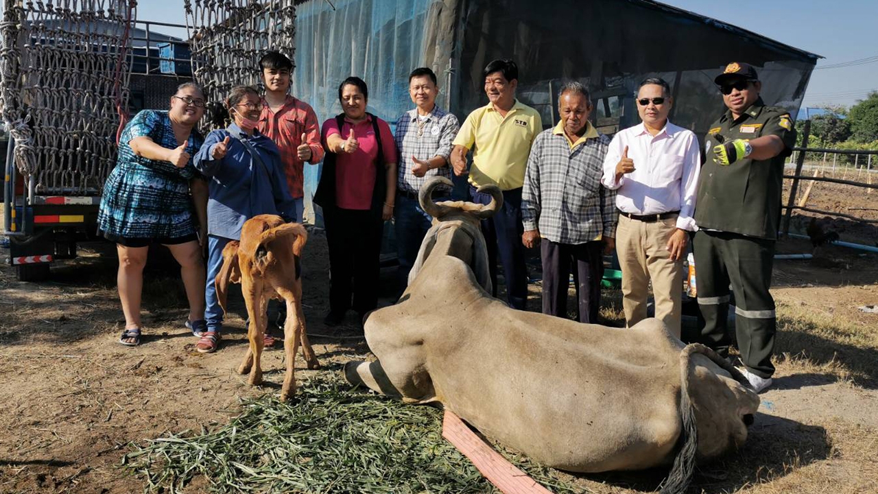 คนใจบุญที่นนทบุรีรุดขอไถ่ชีวิต วัวแม่ลูกรอดจากโรงเชือด ได้มีบ้านใหม่