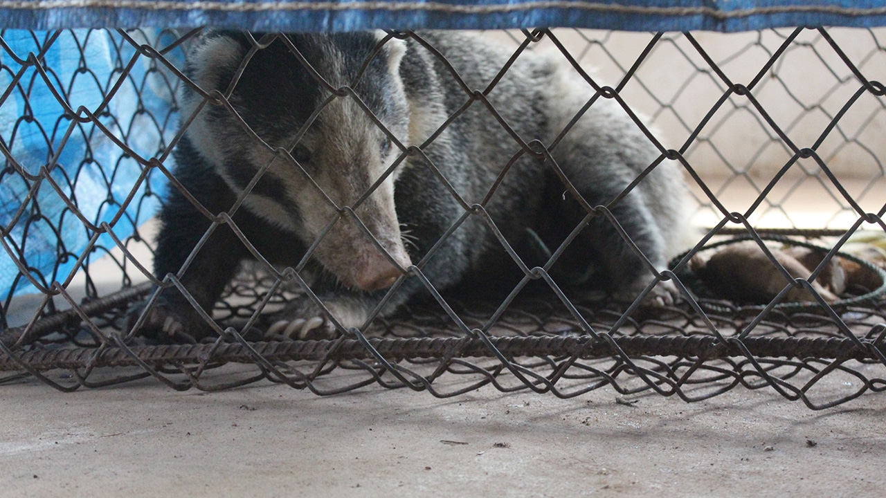 ชาวบ้านเจริญซับ ช่วยหมูหริ่งถูกหมาไล่ต้อน แจ้งอช.ทับลานมารับไปปล่อยป่า