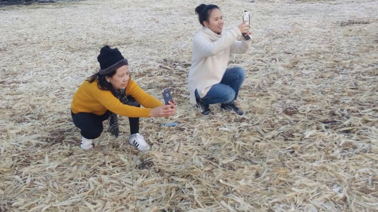 ดอยผาตั้งหนาวจัด นทท.ฮือฮาเหมยขาบโผล่ให้เห็น พร้อมวิวทะเลหมอกสวยงาม