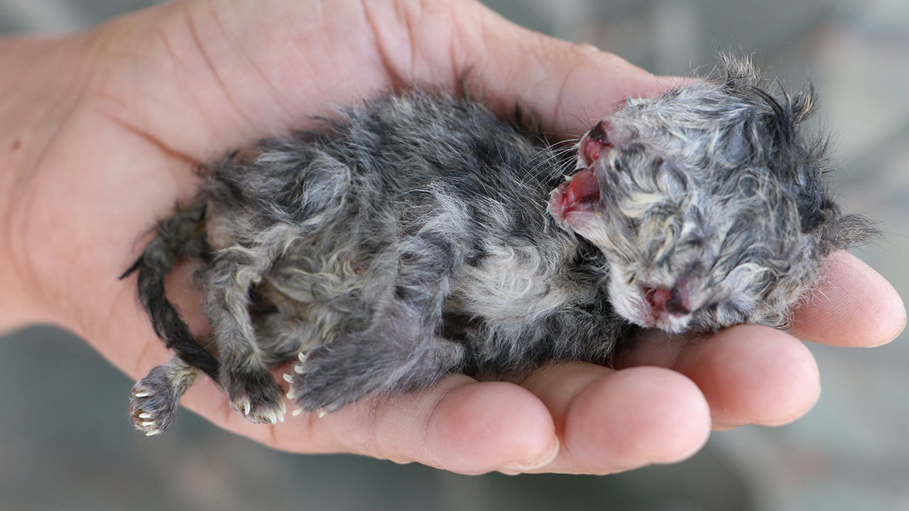 เอ็นดู "เจ้าทอง-เงิน" ลูกแมวเปอร์เซีย 2 หน้า เชื่อมาให้โชคก่อนปีใหม่