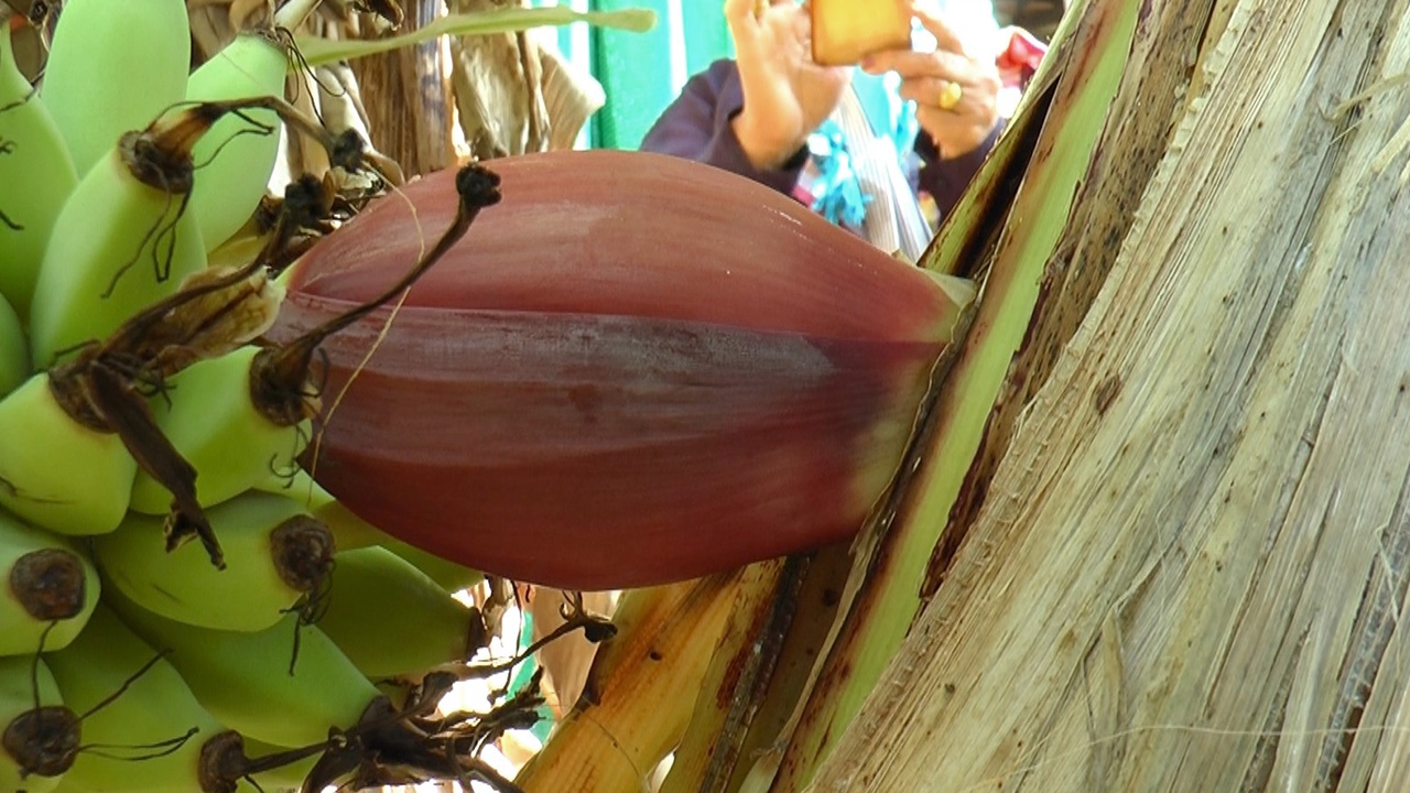 คอหวยส่องเลขเด็ด ต้นกล้วยประหลาด เครือเล็ก หัวปลีแทงต้นข้างเคียง