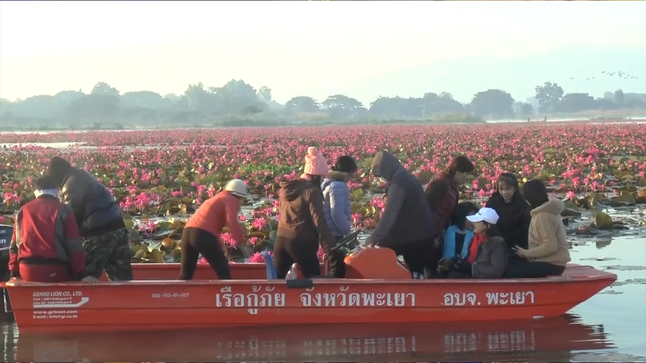 นักท่องเที่ยวมากว๊านพะเยา ลงเรือชมทุ่งบัวแดง ฝ่าลมหนาวไหว้พระกลางน้ำ 