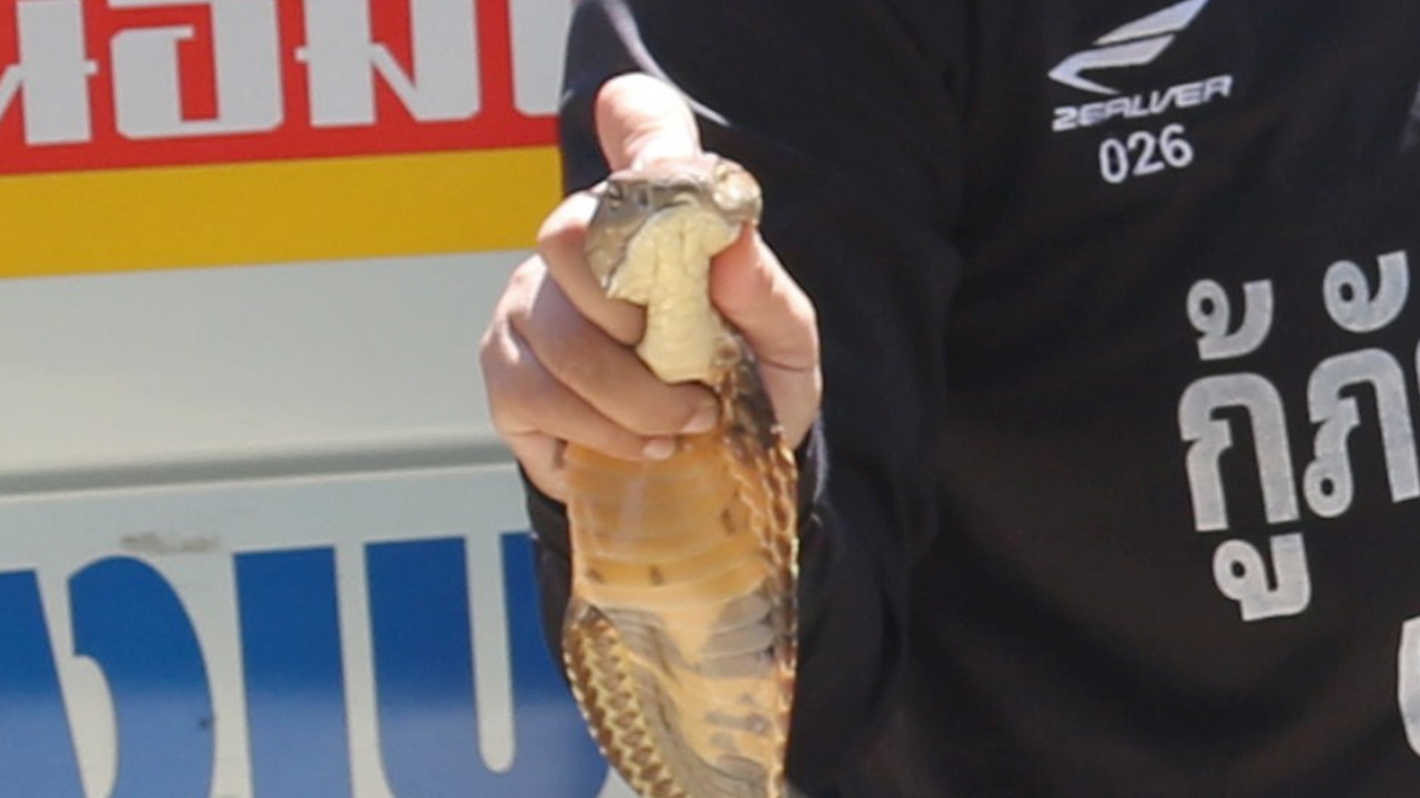 ไม่รู้ว่างูอะไร ขู่ได้ แผ่แม่เบี้ยได้ เรียกกู้ภัยฯ มาจับพบเป็น งูจงอาง