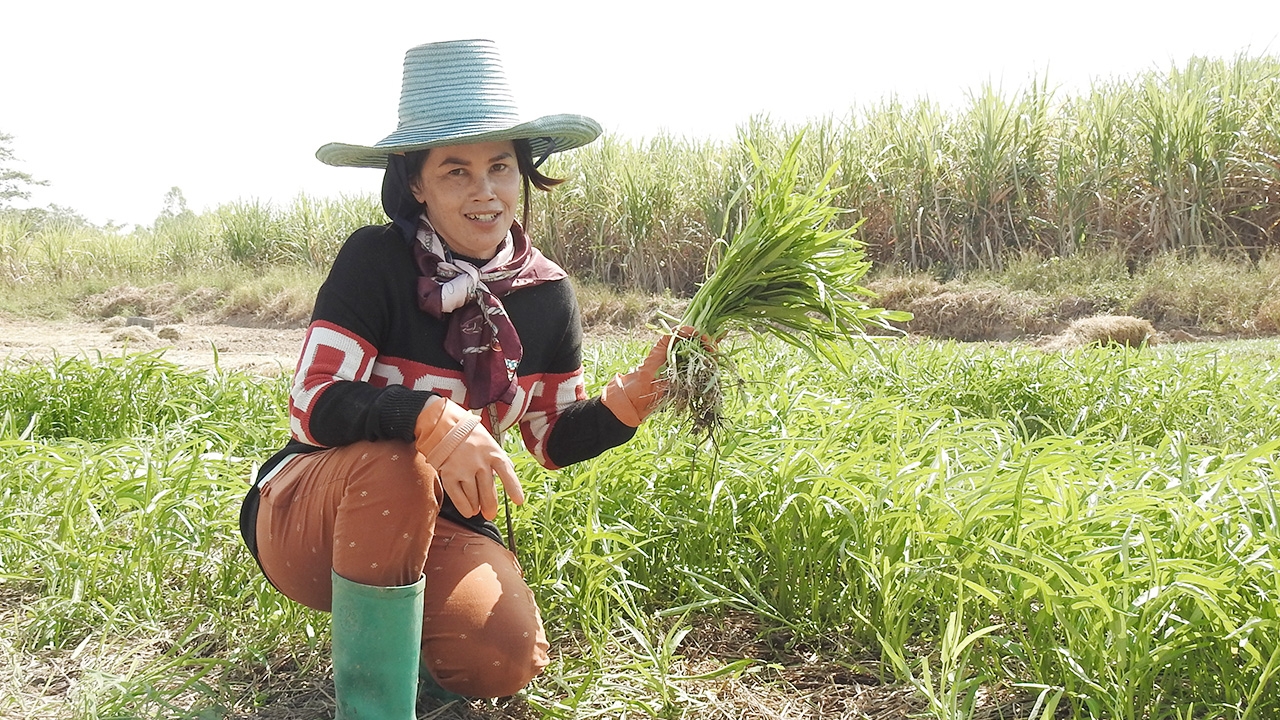 เกษตรกรที่สวรรคโลก เผยผักบุ้งจีนราคาดี กก.ละ 30 แต่อากาศหนาวทำโตช้า