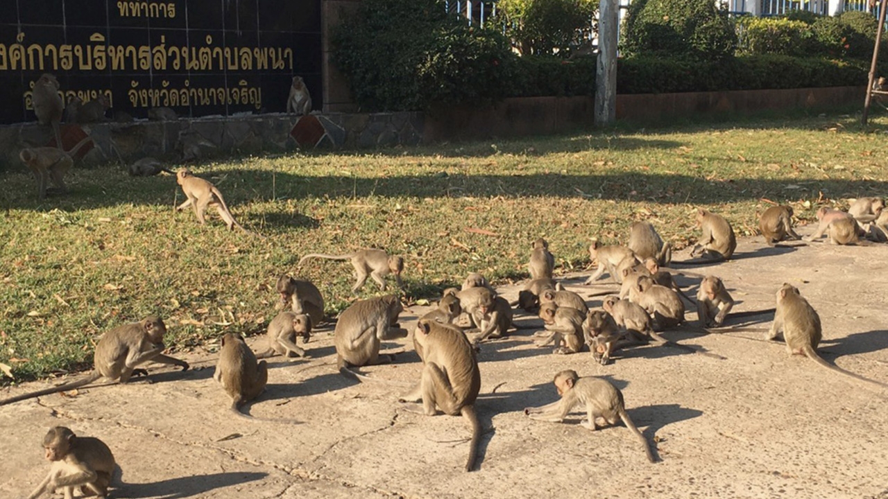 ไม่ได้มาประท้วง อบต.พนา แค่เหล่าลิงที่อำนาจเจริญหนาว เลยมานั่งตากแดด