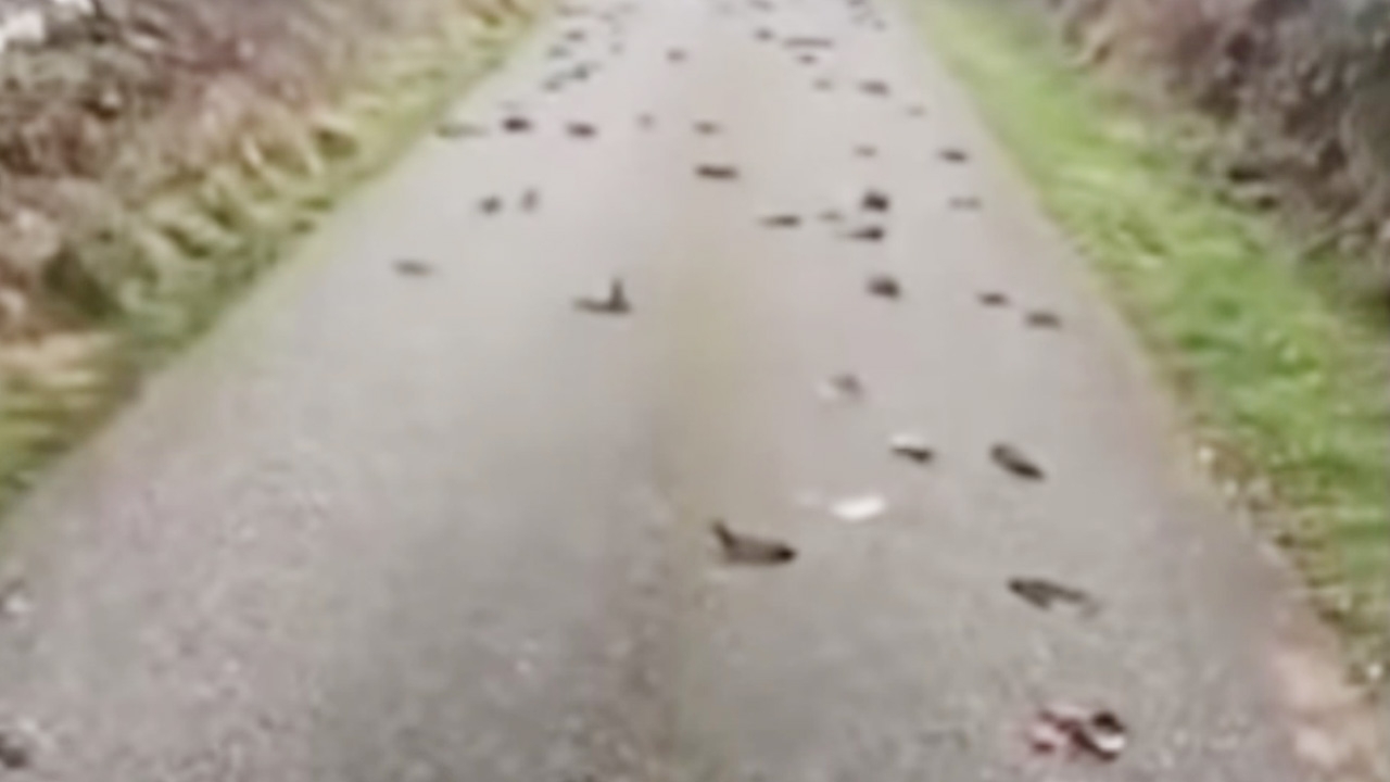 ตะลึง พบนกตกจากฟ้าลงมาตายเกลื่อนกว่า 200 ตัว บนถนนในเวลส์