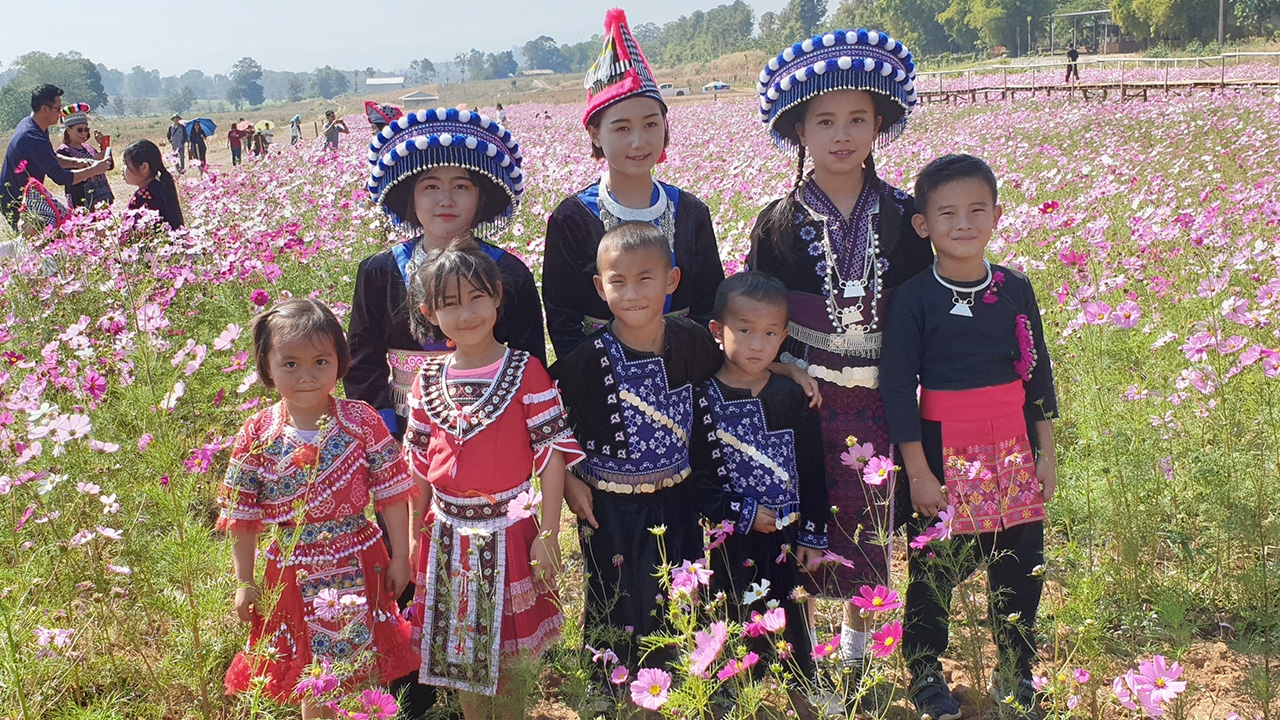 หนุ่มม้งที่พบพระ ปลูกทุ่งคอสมอสบานสะพรั่ง คนแห่ถ่ายรูปเช็คอินคึกคัก