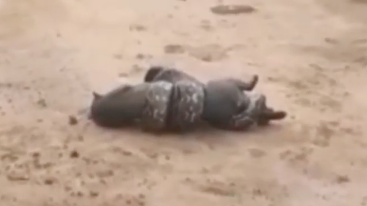 นาทีชีวิต ‘แมวจากัวรันดี’ โดนงูเหลือมรัดจ่อเขมือบ กลางถนน คนช่วยทัน (คลิป)