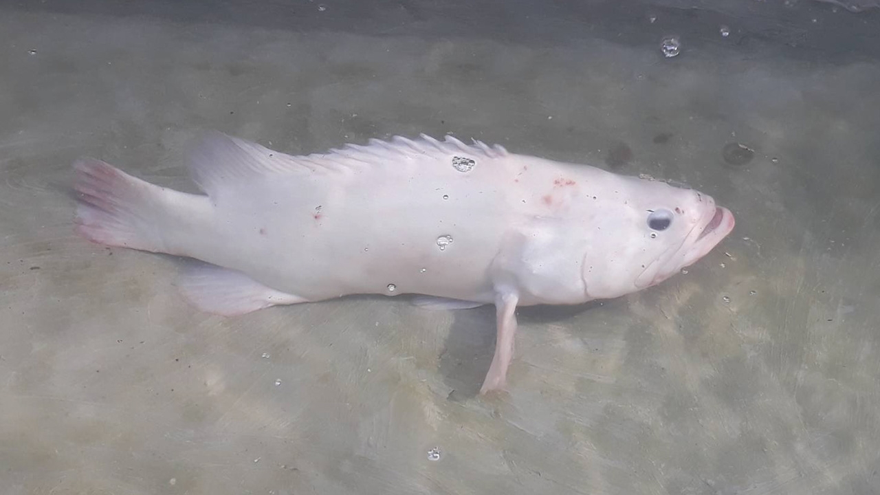 หนุ่มสตูลวัย 48 พบปลาเก๋าติดไซแถมสีเผือกอีก บอกขอเลี้ยงไว้ให้ชาวบ้านดู