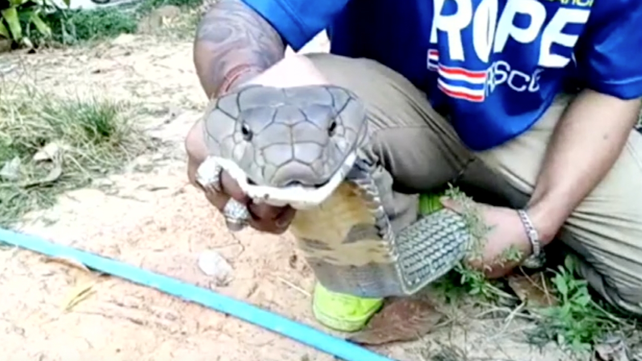 พี่ใหญ่มา พบงูจงอางยาว 5 ม. ซุกตัวในตู้เสื้อผ้า คอหวยไม่เคยพลาดเลขเด็ด