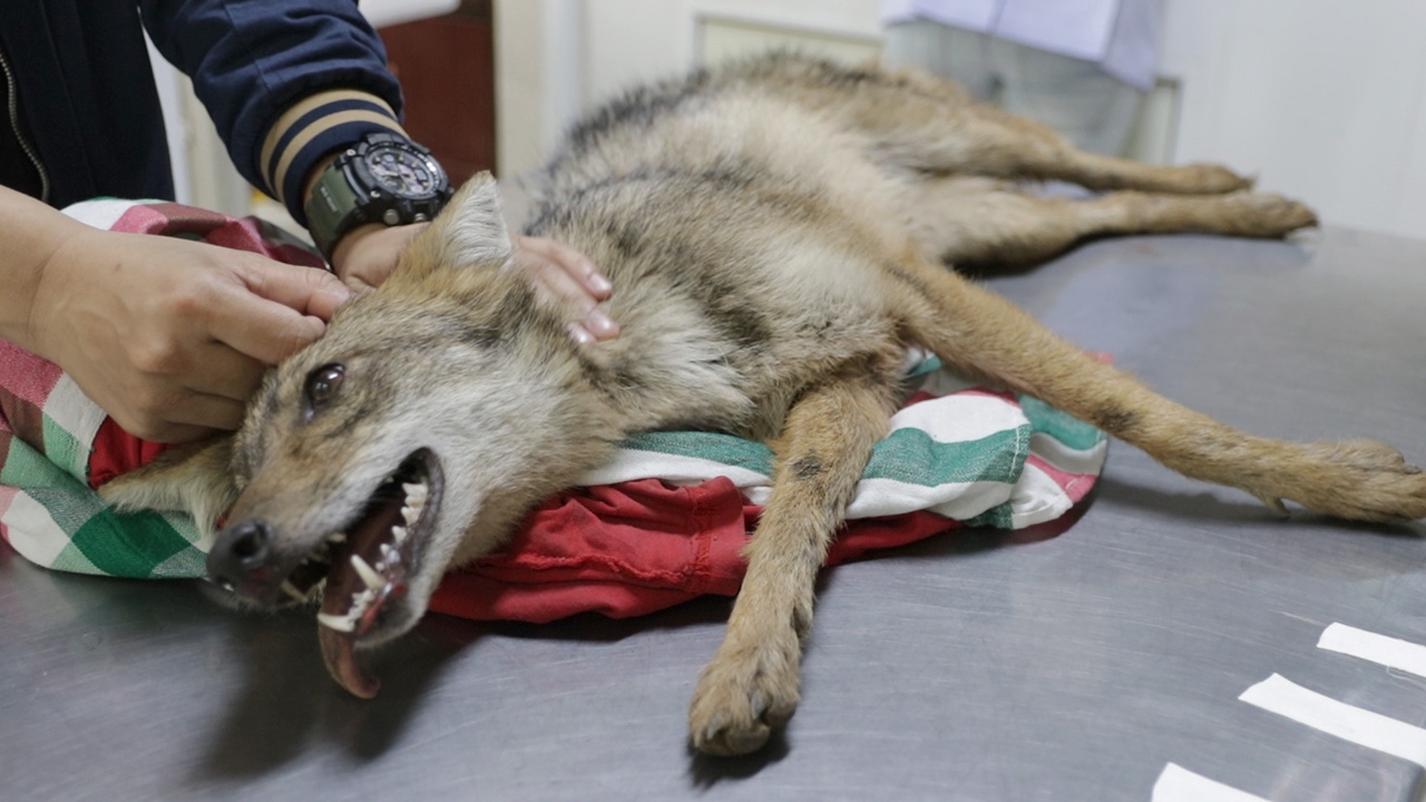 สุนัขจิ้งจอกหลงฝูงชะตาขาด ถูกรถชนดับหลังวิ่งออกจากป่าที่วิเชียรบุรี