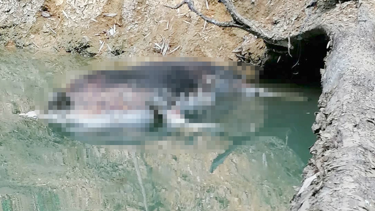 พบซากกระทิงป่าเขาสก ลอยอืดหัวหาย ส่งให้สัตวแพทย์ผ่าพิสูจน์สาเหตุแล้ว