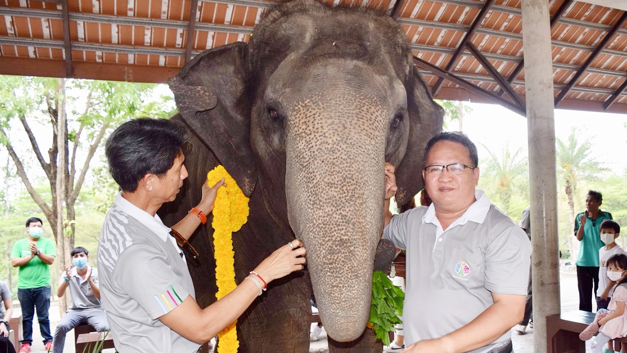 สวนสัตว์เปิดเขาเขียว ฉลองวันช้างไทยปี 63 เลี้ยงเค้กก้อนโตให้ "พังแสนดาว"