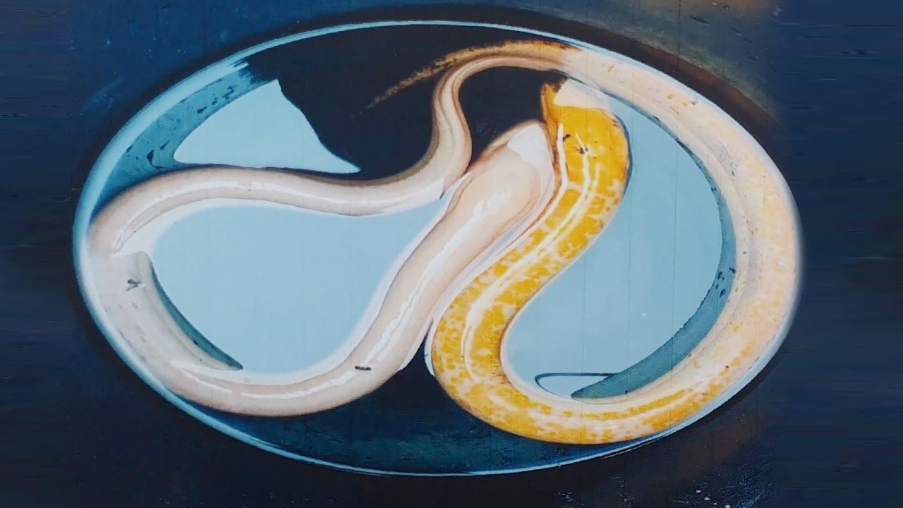 คอหวยวิเคราะห์ "เลขเด็ด" ปลาไหลเงิน-ทอง ขึ้นชื่อความแปลก โชคลาภ