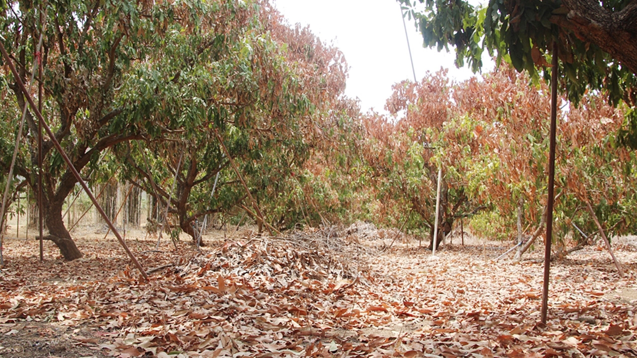 เมืองจันท์เจอภัยแล้ง ลำไยแห้งตาย 1.4 หมื่นไร่ สิ้น มี.ค.ไม่ได้น้ำแย่แน่