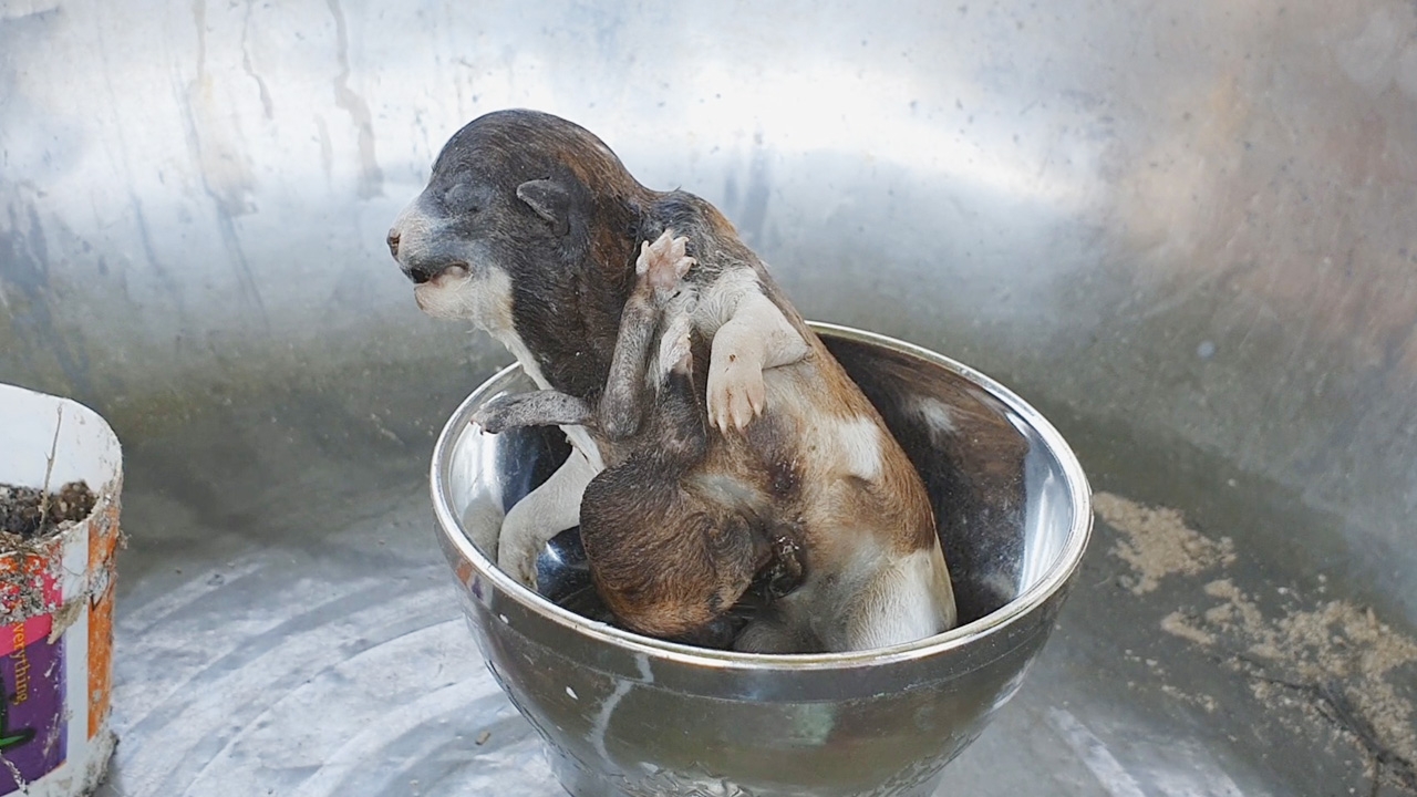 แม่หมาออกลูก พบมี 8 ขา 6 นิ้ว คอหวยที่แม่สอดแห่ส่องตีเลขเด็ด