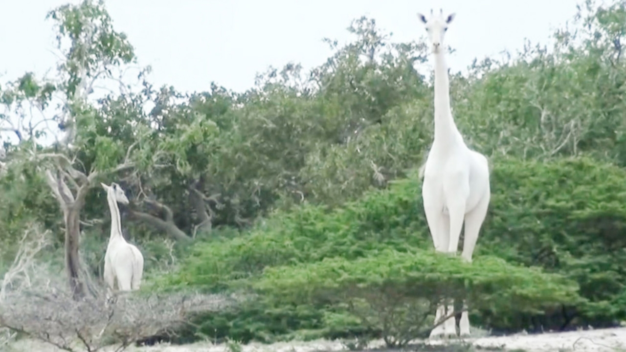 เศร้า ยีราฟเผือกสุดหายาก 2 แม่ลูกในเคนยา ถูกนักล่าใจโหดฆ่าตายแล้ว 